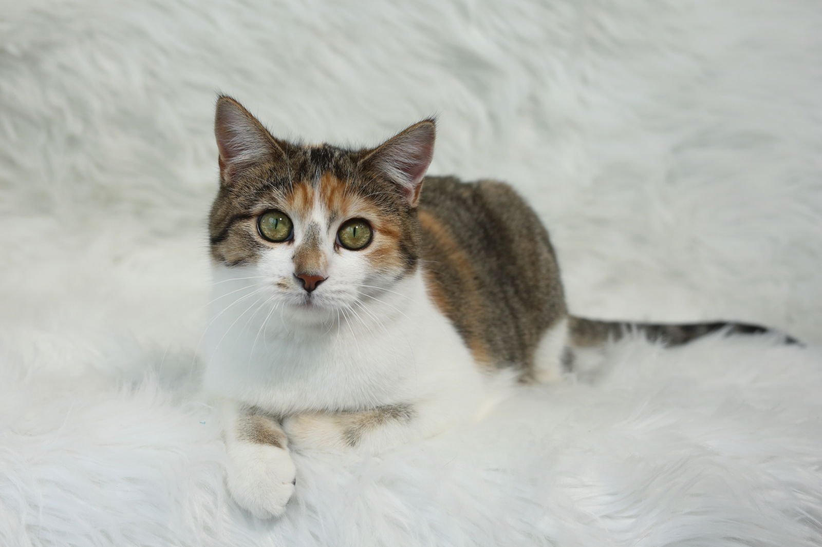 COUCOU - Domestic Short Hair available for adoption