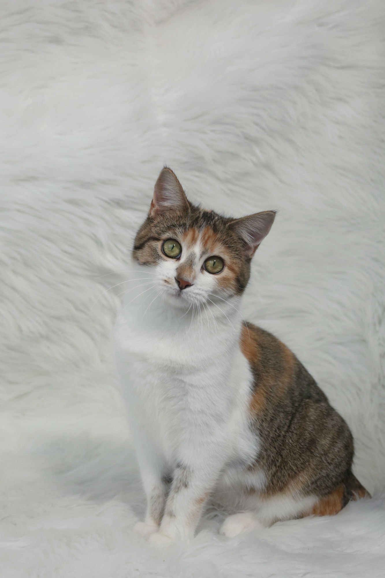 COUCOU - Domestic Short Hair available for adoption