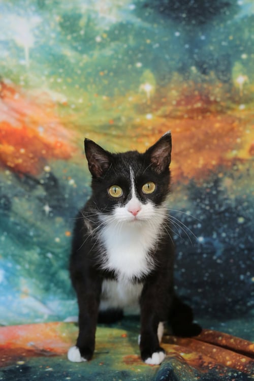 QUENELLE - Domestic Short Hair available for adoption