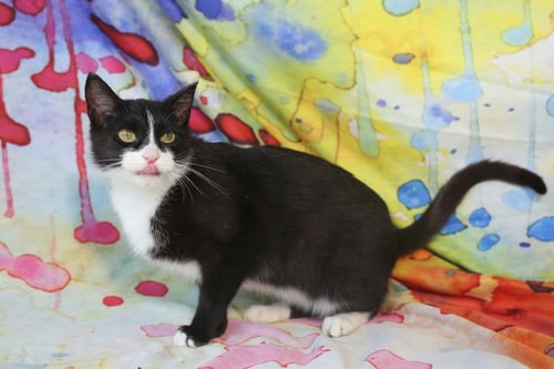 QUENELLE - Domestic Short Hair available for adoption