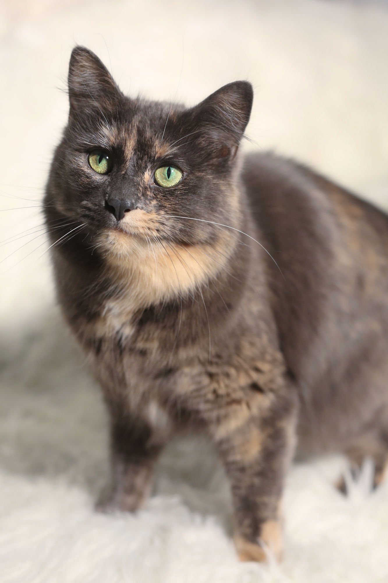 EULALIE - Domestic Medium Hair available for adoption
