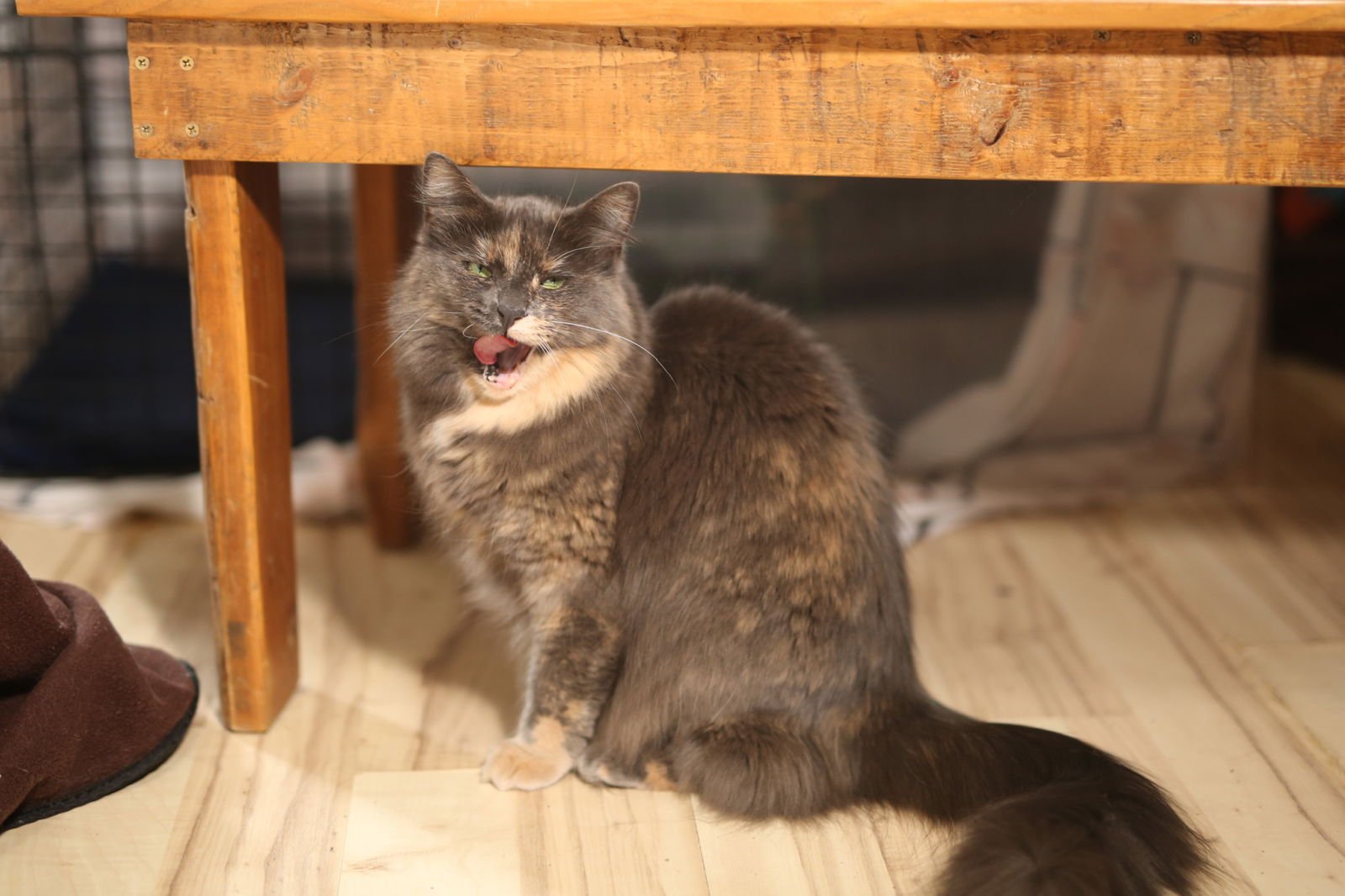 EULALIE - Domestic Medium Hair available for adoption