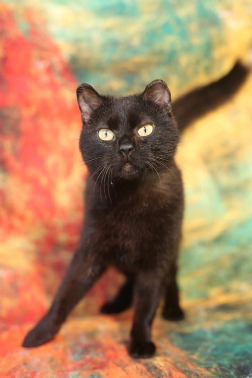 TIMIMI - Domestic Short Hair available for adoption