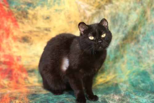 TIMIMI - Domestic Short Hair available for adoption