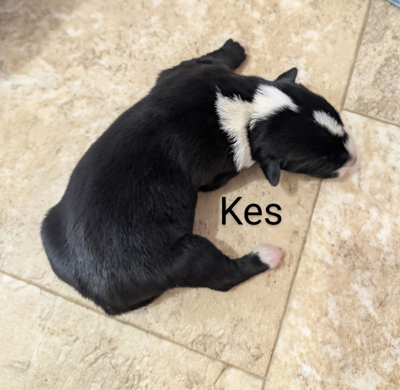 KES - Border Collie available for adoption