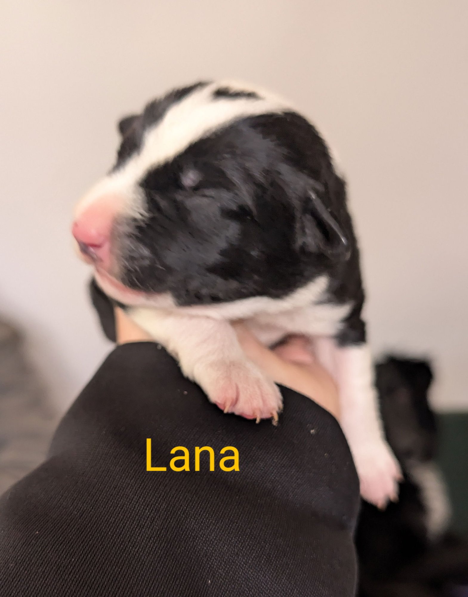 LANA - Border Collie available for adoption
