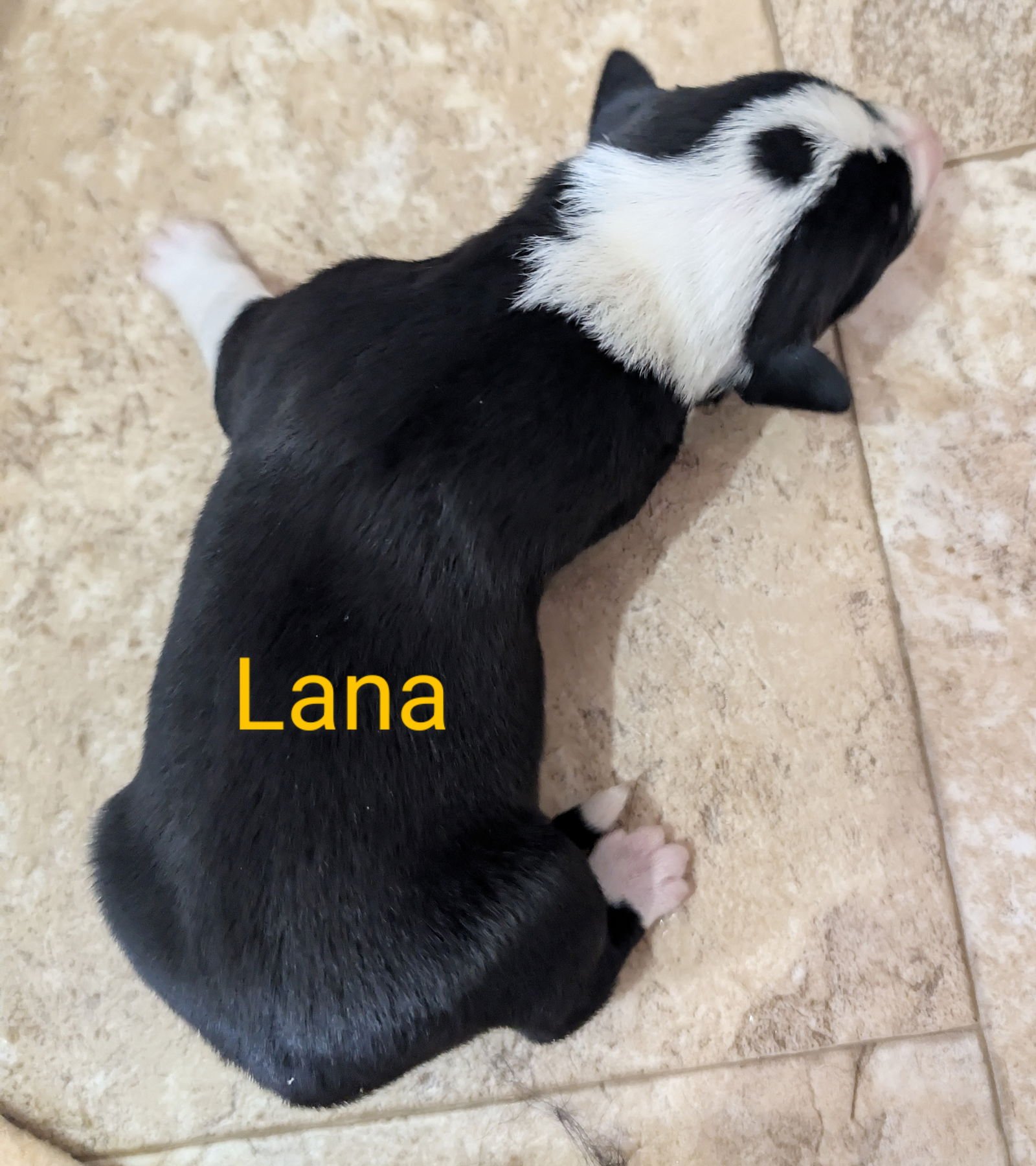 LANA - Border Collie available for adoption