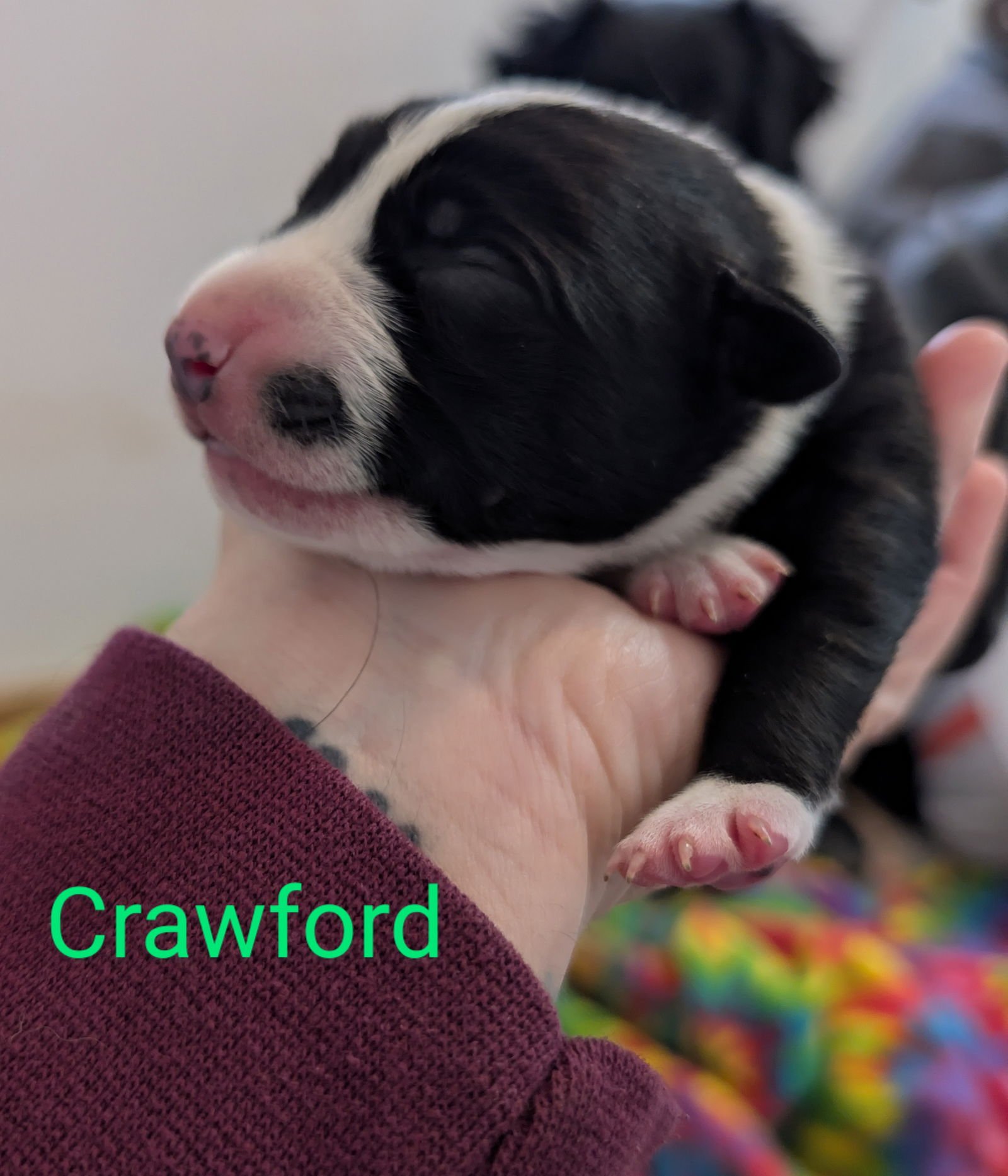 CRAWFORD - Border Collie available for adoption
