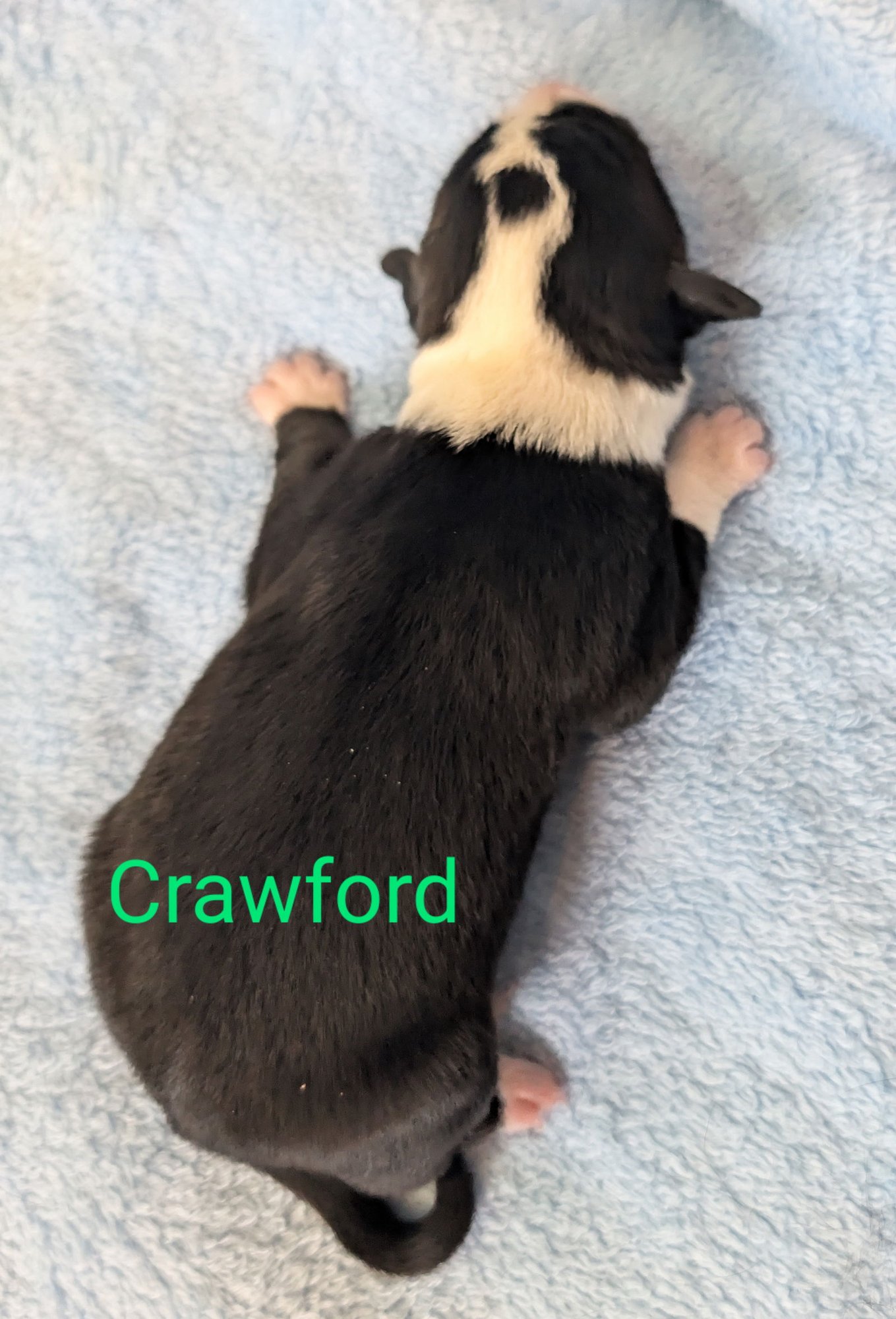 CRAWFORD - Border Collie available for adoption