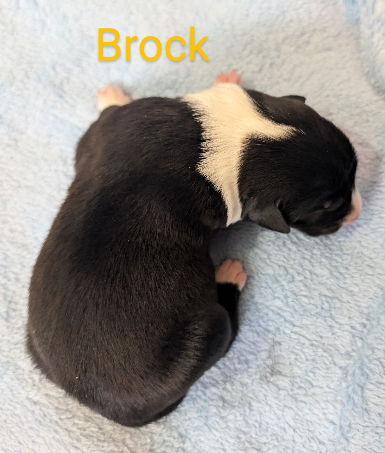 BROCK - Border Collie available for adoption