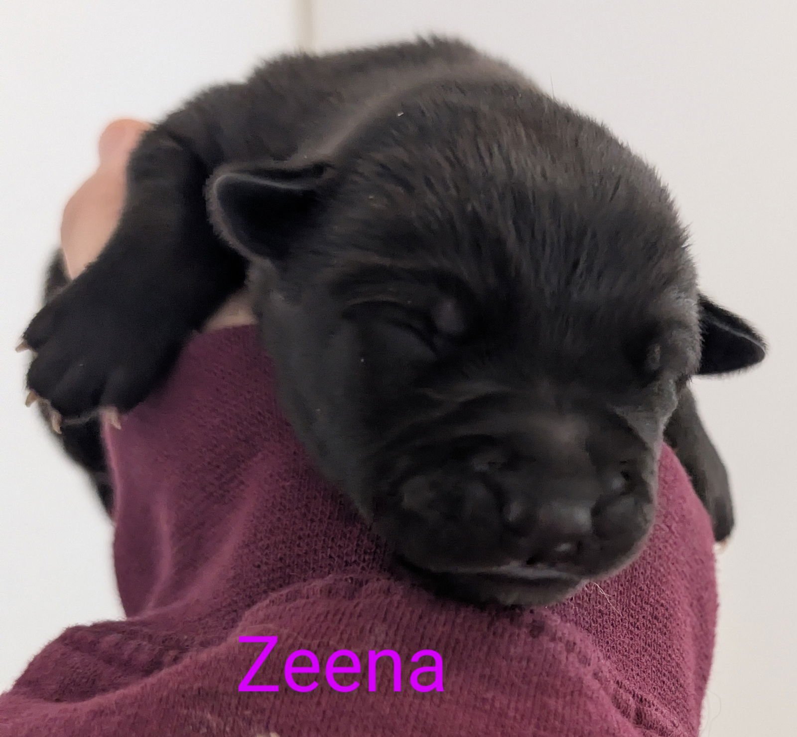 ZEENA - Border Collie available for adoption