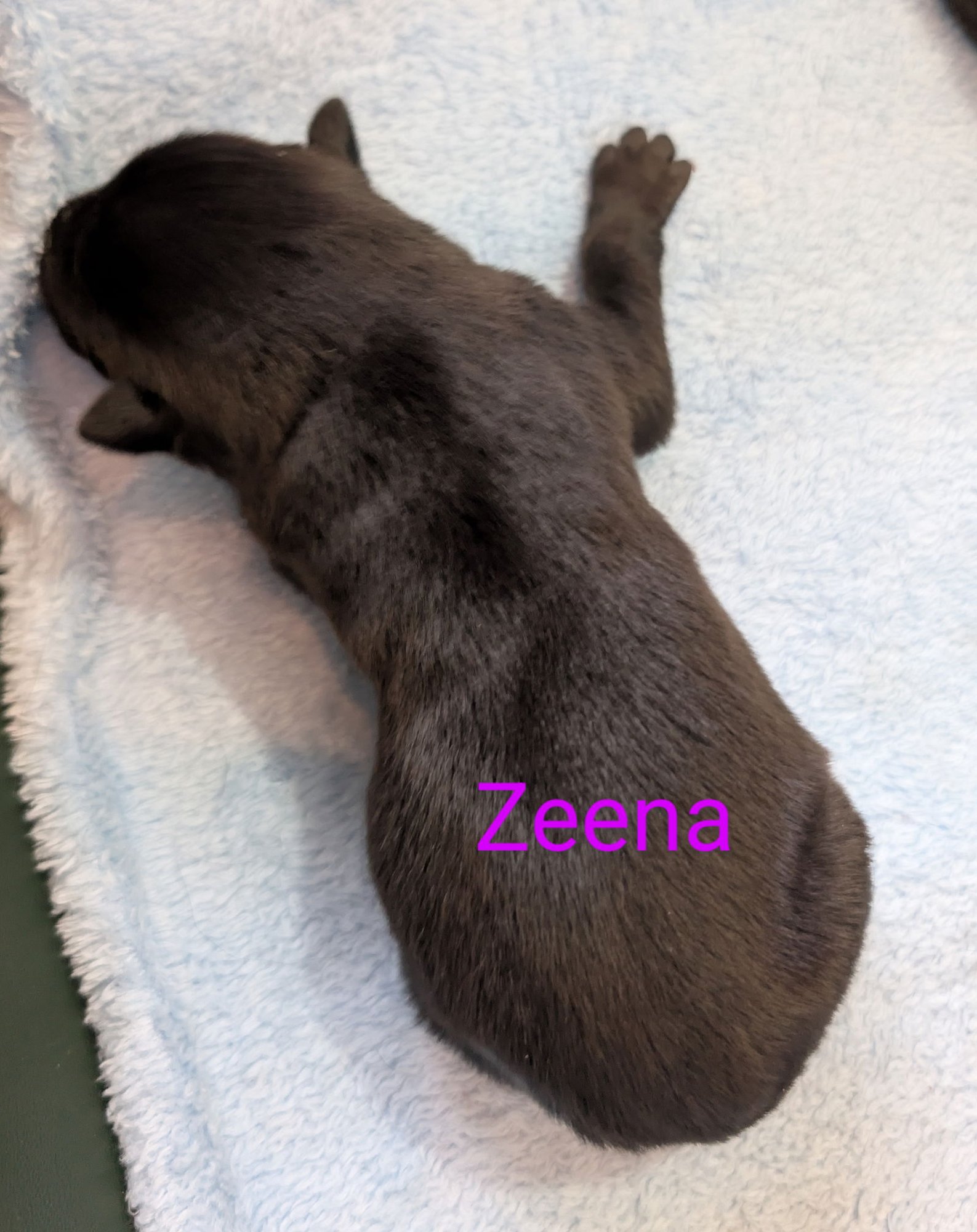 ZEENA - Border Collie available for adoption