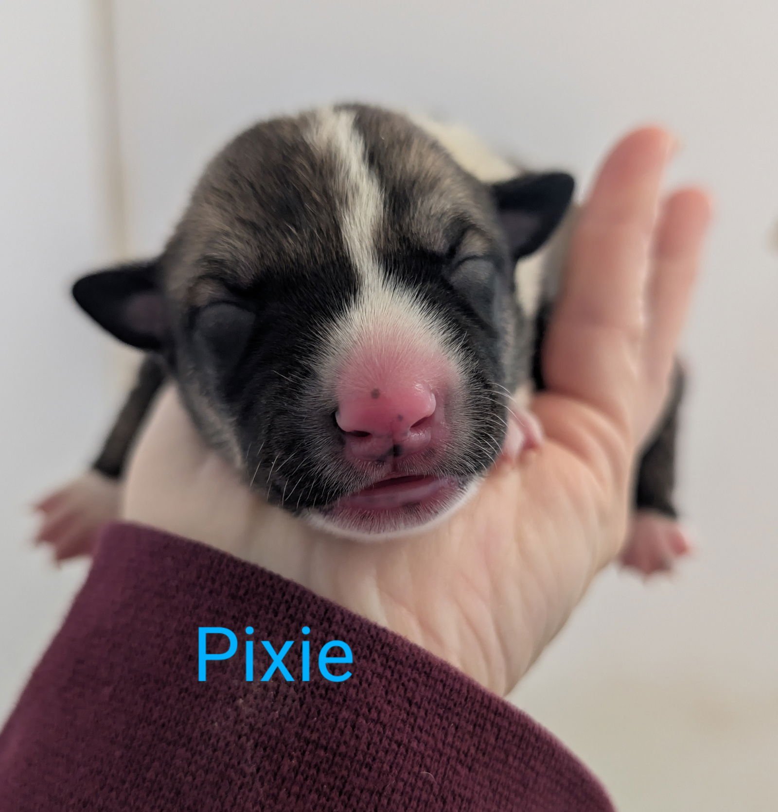 SQUIRREL - Border Collie available for adoption