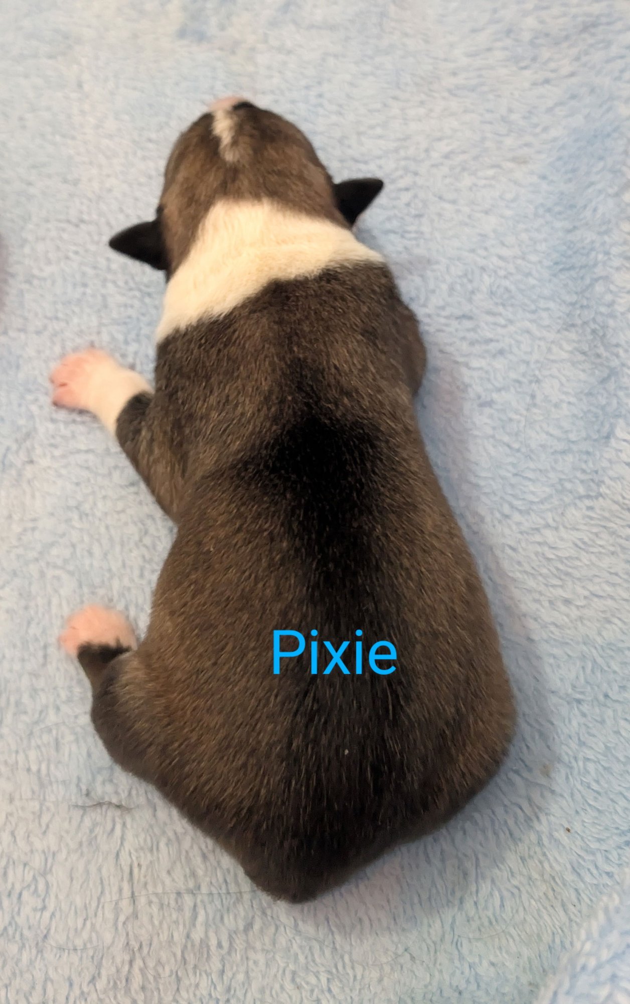 SQUIRREL - Border Collie available for adoption