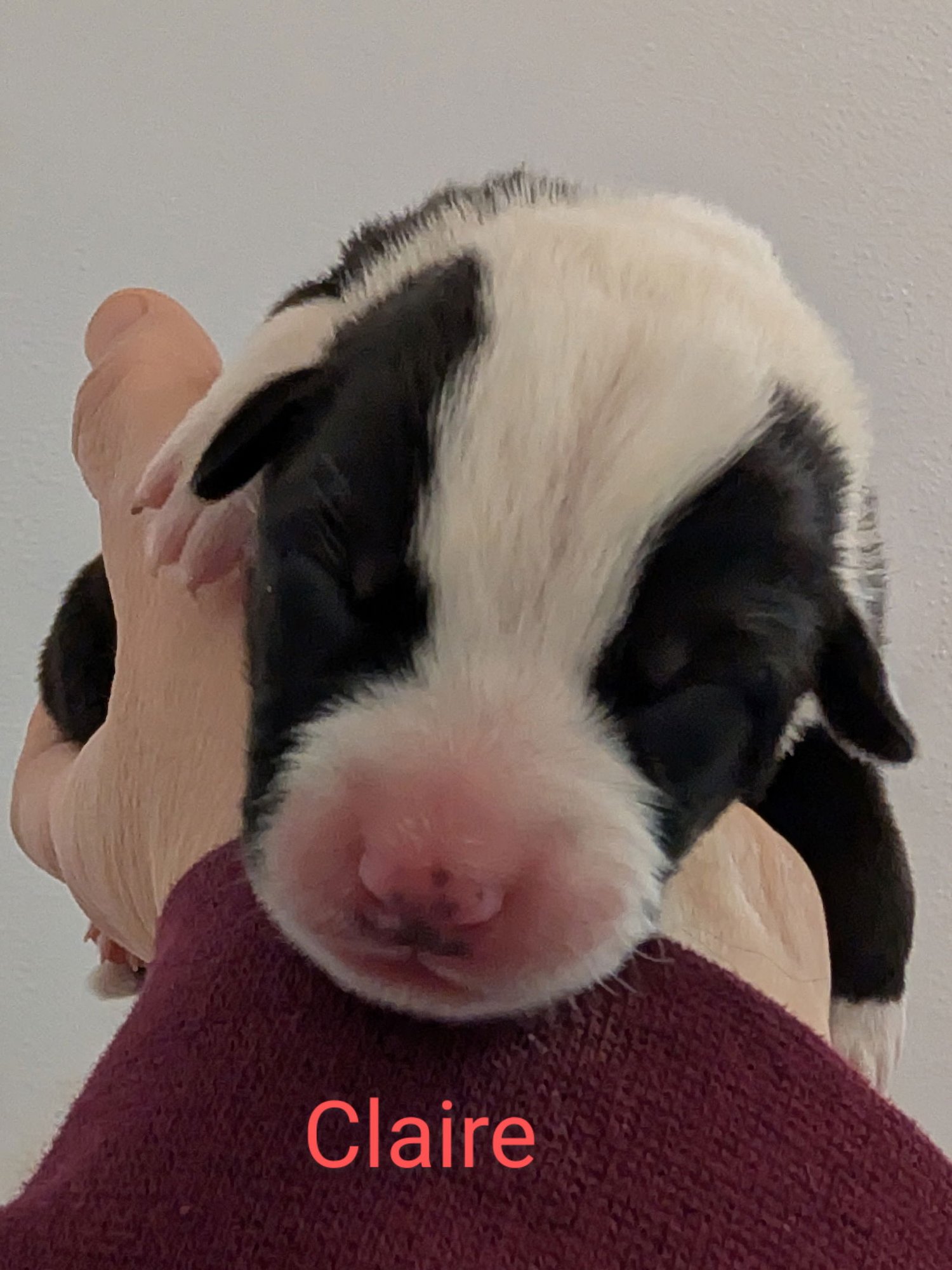 PIXIE - Border Collie available for adoption