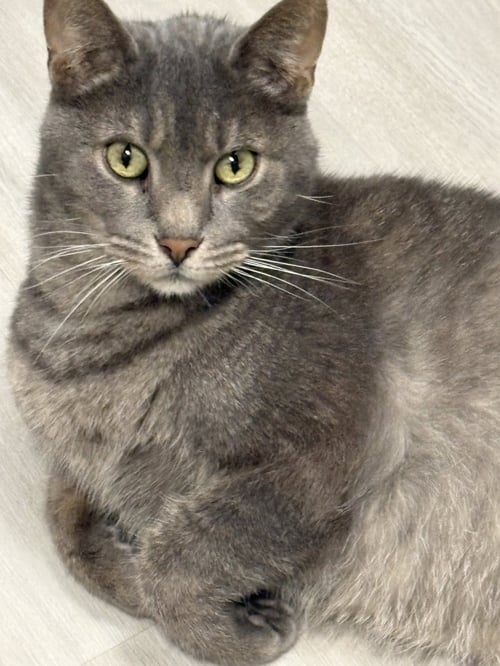 COZ - Domestic Short Hair / Tabby for adoption in Pittsburgh