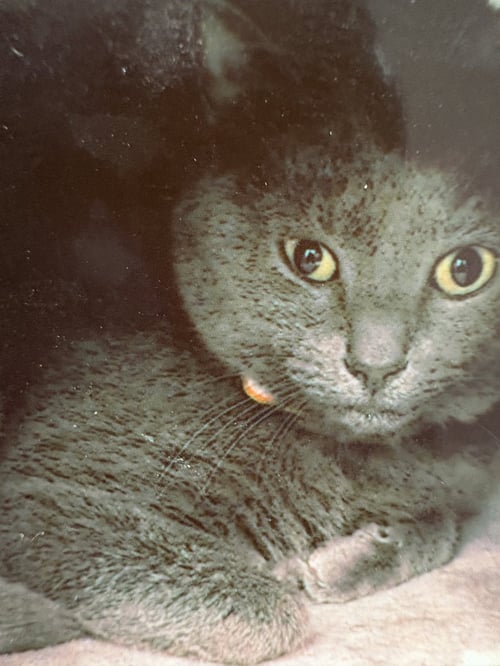 CINDERS - Domestic Short Hair for adoption in Pittsburgh