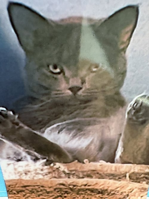 SKYLAR - Domestic Short Hair for adoption in Pittsburgh