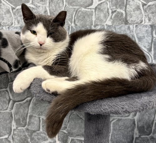 AGGIE - Domestic Short Hair for adoption in Pittsburgh