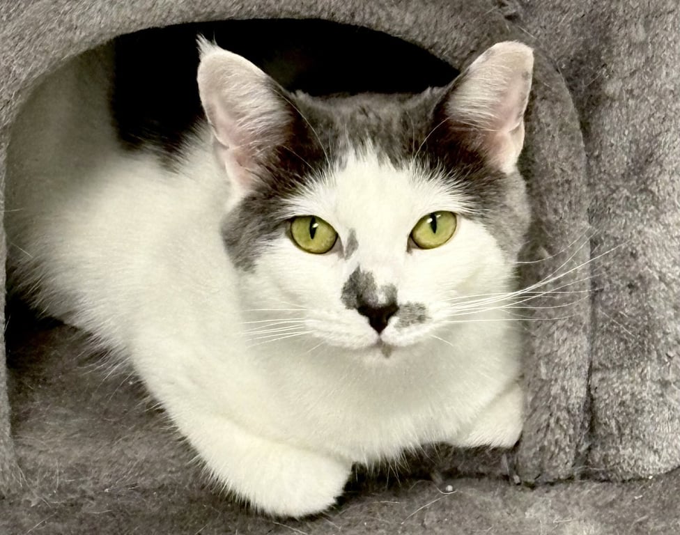Sammy Image