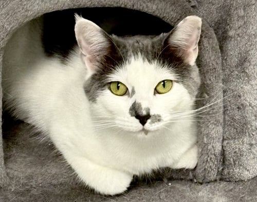 SAMMY - Domestic Short Hair for adoption in Pittsburgh