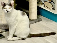 Sammy - Photo 3