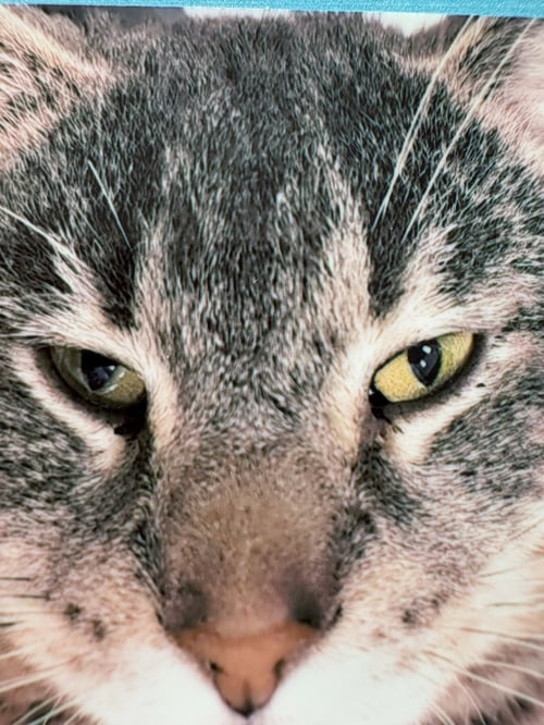 SILVER - Domestic Short Hair for adoption in Pittsburgh