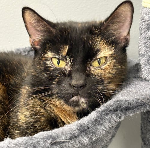 SNAGGLETOOTH - Tortoiseshell / Domestic Short Hair for adoption in Pittsburgh
