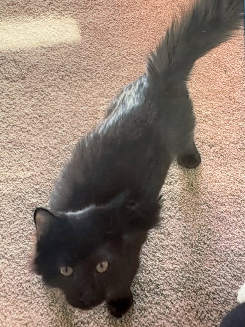 TED - Domestic Medium Hair for adoption in Pittsburgh