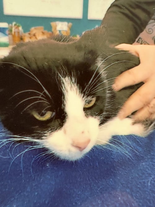 SPICY - Domestic Short Hair for adoption in Pittsburgh