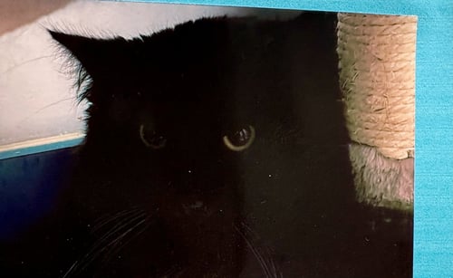 DASH - Domestic Long Hair for adoption in Pittsburgh