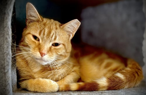 ROMAN - Domestic Short Hair for adoption in Pittsburgh