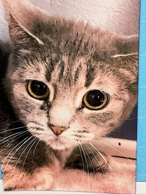 DIXIE CUP - Domestic Short Hair for adoption in Pittsburgh