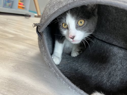 ALYOSHA - Domestic Short Hair for adoption in Pittsburgh