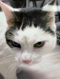 Kilo - Photo 1
