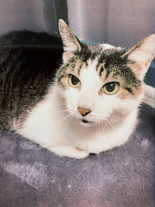DERP - Domestic Medium Hair for adoption in Pittsburgh