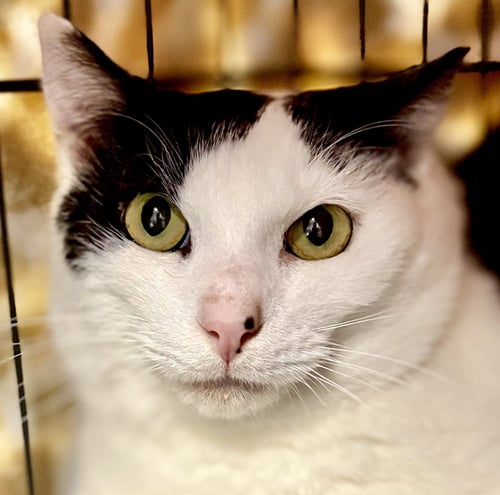 RAPHAEL - Domestic Short Hair for adoption in Pittsburgh
