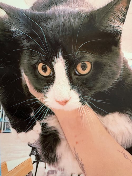 GLOVES - Domestic Short Hair for adoption in Pittsburgh