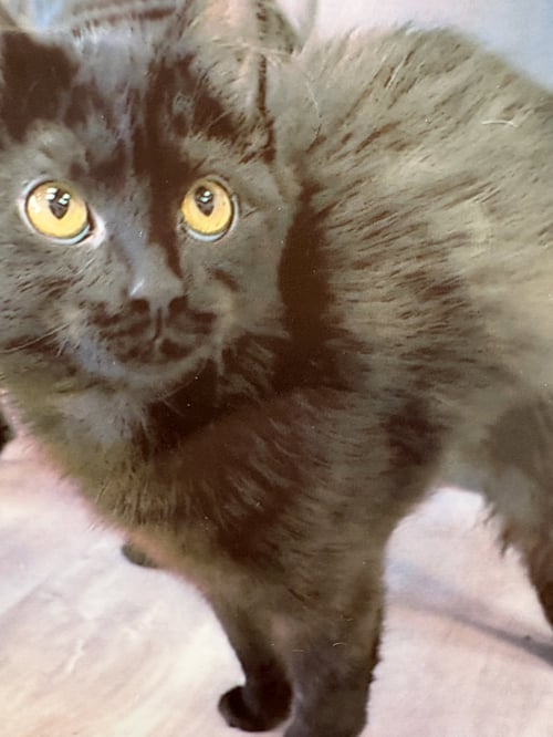 CHIP - Domestic Medium Hair for adoption in Pittsburgh