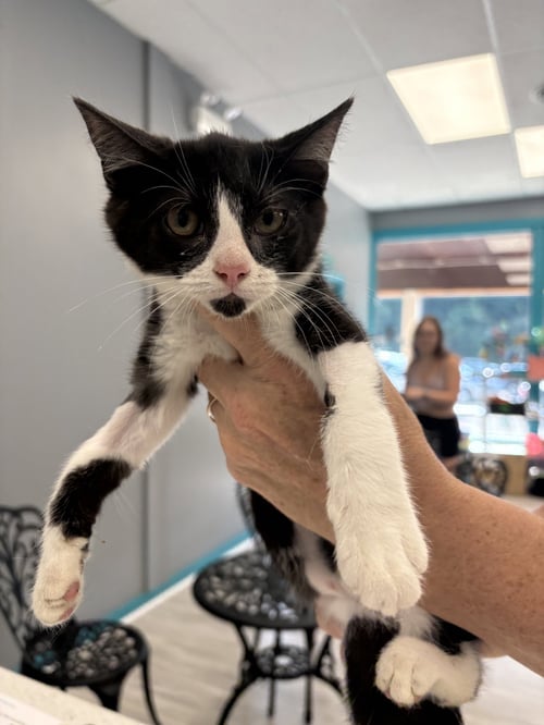SHELIA - Domestic Short Hair for adoption in Pittsburgh