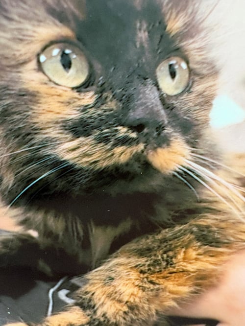 FERN - Domestic Long Hair for adoption in Pittsburgh