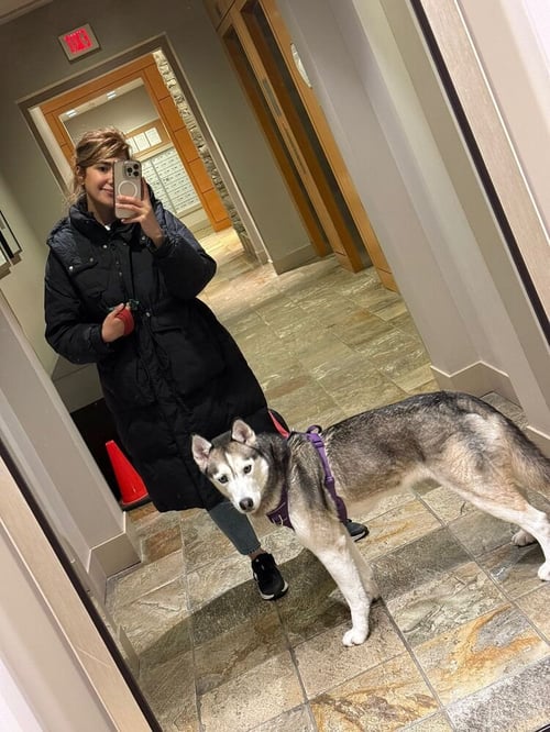 SUKI - LOCAL - SF - Husky available for adoption