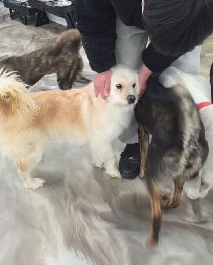 Luke (S. Korea) hz - Photo 3