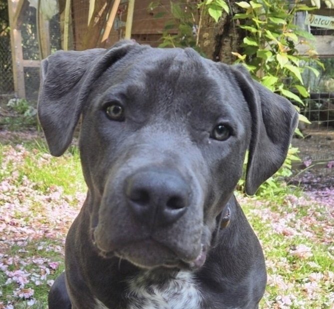 NALIA (Courtesy) local, Sunshine Coast Image