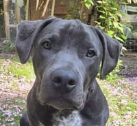 NALIA (Courtesy) local, Sunshine Coast - Photo 1
