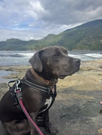 NALIA (Courtesy) local, Sunshine Coast - Photo 2