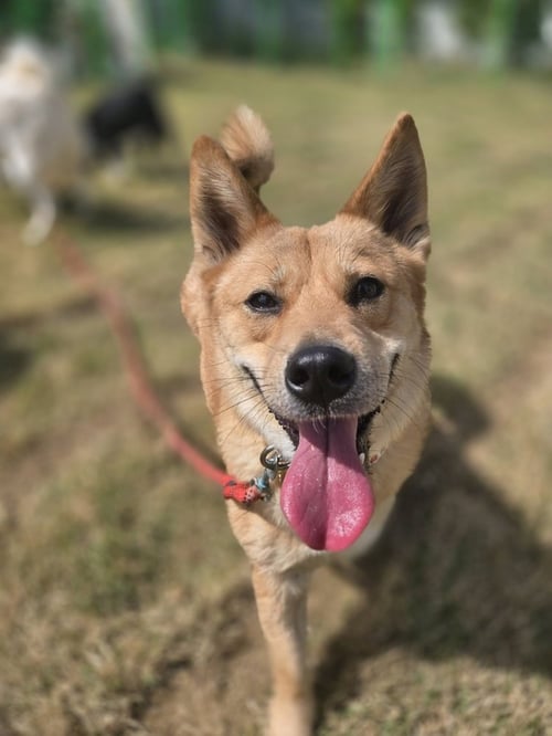 MILO (KOREA) LP - Jindo (Korean) / Corgi available for adoption