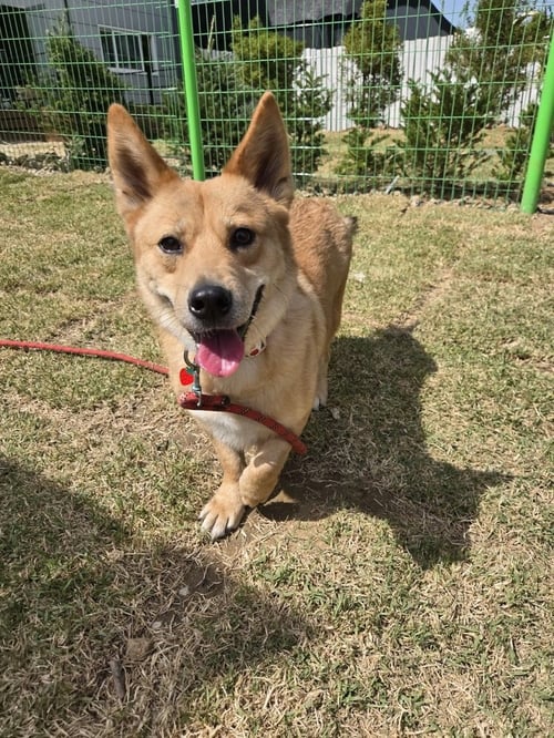 MILO (KOREA) LP - Jindo (Korean) / Corgi available for adoption