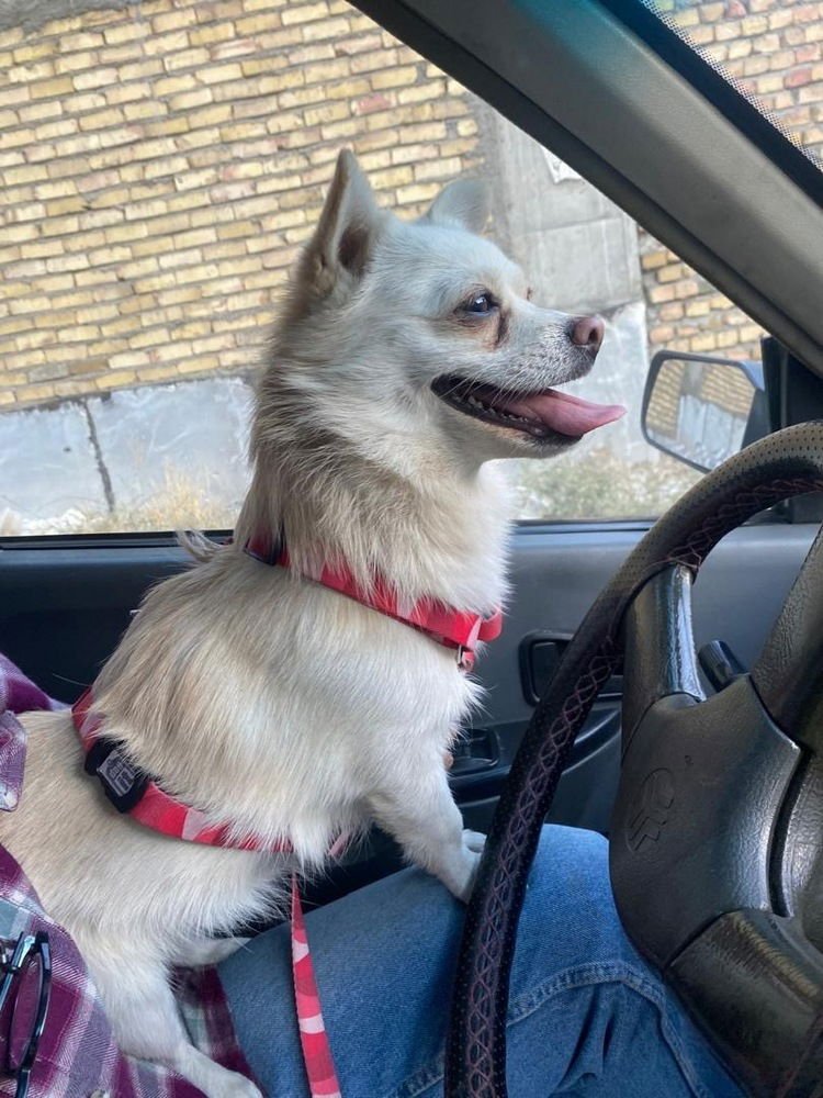 PIXIE (MID EAST) LF - Spitz available for adoption