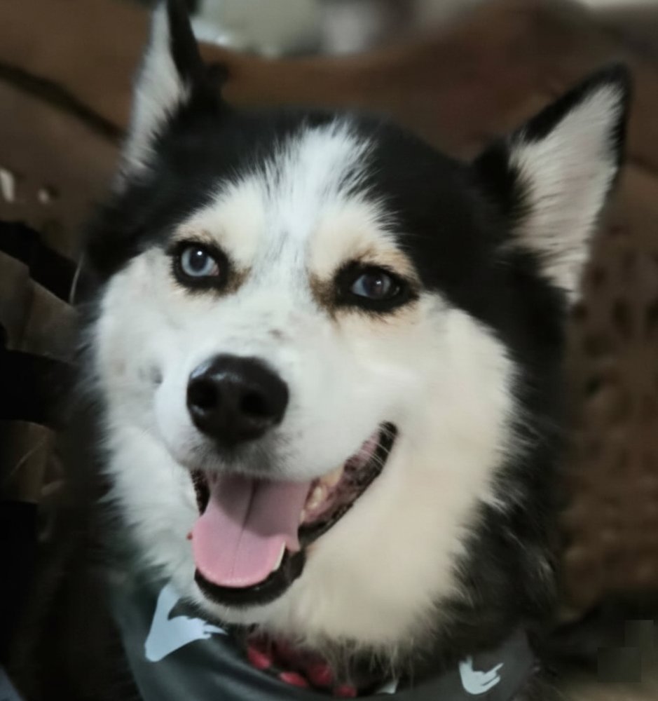 JILO (MID-EAST) MA - Husky available for adoption